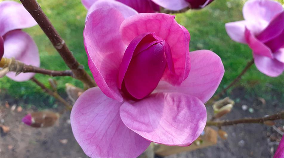 Magnolia 'Royal Purple'